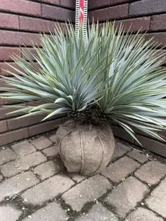 ロストラータ　引取り限定 ユッカ ロストラータ 引き取り限定