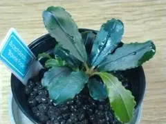 タッチン様 リクエスト 2点 まとめ商品