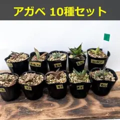 leap様 リクエスト 2点 まとめ商品