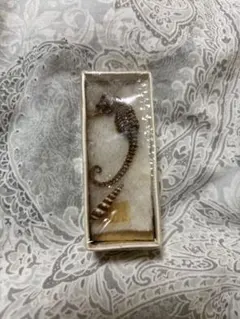 해마 조개 표본 미니어처