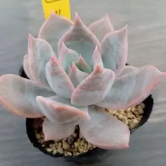 ねこたま☆プロフご確認くださいませ様 リクエスト 2点 まとめ商品