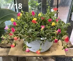 ポーチュラカ ミックス植え 6寸鉢ごと 苗 植物 本日入荷！ - メルカリ