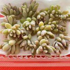 姫秀麗 カット苗 詰め合わせ 多肉植物