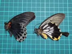 2026年最新】ナガサキアゲハ標本の人気アイテム - メルカリ