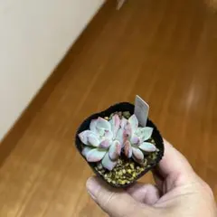 ももりん　多肉植物