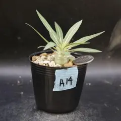 パキポディウム ビスピノーサム 実生 塊根 コーデックス - メルカリ