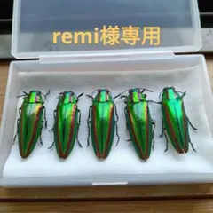 2025年最新】ヤマトタマムシ 標本の人気アイテム - メルカリ