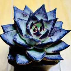 ぽんすけ様 リクエスト 3点 まとめ商品