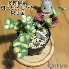 アイビー苗 カノン 抜き苗 根付き 2本 ミニドラ - メルカリ