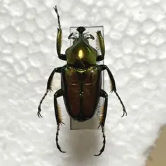 メキシコ産　テナガハナムグリ　25mm 2025年最新】ハナムグリ標本の人気アイテム - メルカリ