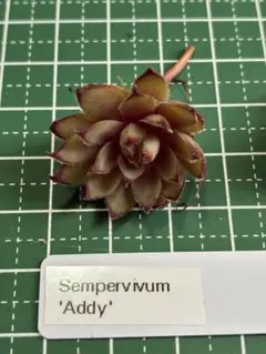 ⑪'Addy' Sempervivum