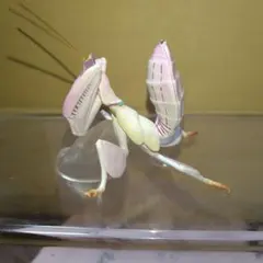 カマキリ カプセルトイ