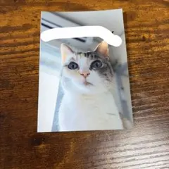 けいこ写真　スリマ　3markets カザマタカフミ
