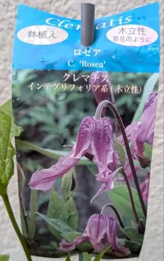 壺型クレマチス【会津の風】3.5寸苗 竹間園芸様育種株 - メルカリ