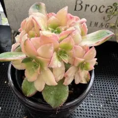 Vie❤️様 リクエスト 2点 まとめ商品