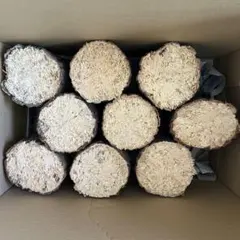 川口商会 最高級ブランド三草クヌギ飼育産卵木 特価品NO23 - メルカリ