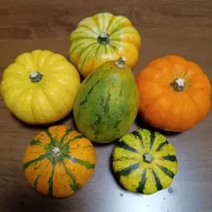 おもちゃかぼちゃ ハロウィンかぼちゃ 6個セット