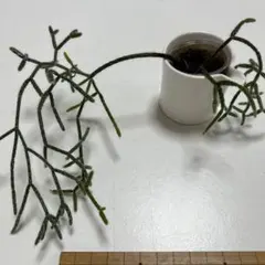 リプサリス　パラドクサ　カット苗Ｆ　観葉植物 リプサリス パラドクサファイン カット苗③ - メルカリ
