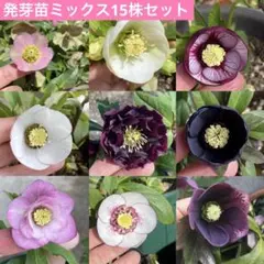 2026葉月の発芽苗■■クリスマスローズ 抜き苗 2026葉月の発芽苗□南56□クリスマスローズ 抜き苗 【公式通販】