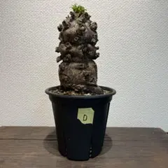 2025年最新】ムランジーナの人気アイテム - メルカリ