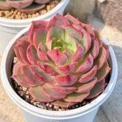 新入荷 大人気 多肉植物 エケベリア シースタ 超美苗 レア種