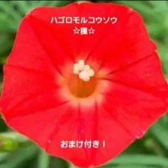 ふじこちん様 リクエスト 2点 まとめ商品