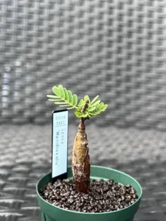 センナ メリディオナリス 実生 鉢ごと - メルカリ
