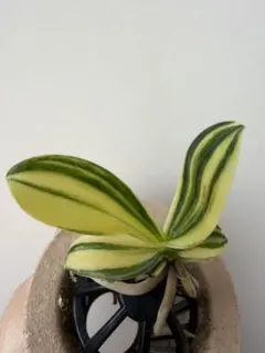 名護蘭 ナゴランの縞 中班 花付き - メルカリ