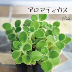 多肉植物【アロマティカス】 ポットごと or 抜き苗 6㎝ポットのサムネイル
