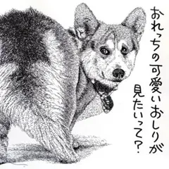 ボールペン画 ボーダー・コリー003【ドローイング 原画 イラスト 犬の