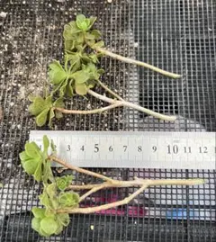 norichan様 リクエスト 2点 まとめ商品