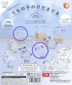 うちの子のけだまだまミックス　ポメラニアン