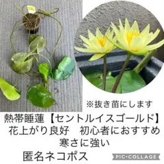 あ*3様 熱帯睡蓮　Wichitra バルブ苗　8月20日まで出品 セール中 あ*3様 熱帯睡蓮 Wichitra バルブ苗 8月20日まで出品 セール中