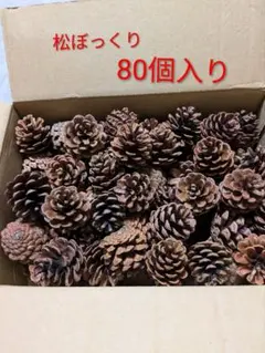 松ぼっくり格安必見！　Ｓサイズ⑧