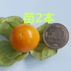 生食用ホウズキゴールデンベリー苗2本のサムネイル