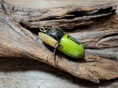 2025年最新】道楽 アブラゼミの人気アイテム - メルカリ