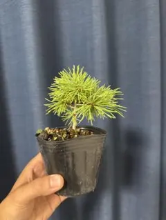 五葉松 花火 伊豆の花火 盆栽 班入り - メルカリ