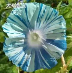 朝顔がすき様 リクエスト 2点 まとめ商品