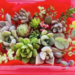 ⑥寄せ植えセット カット苗 詰め合わせ 多肉植物