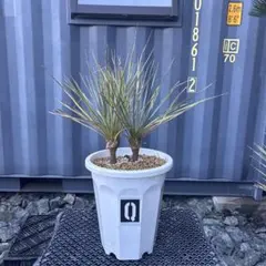 2025年最新】ユッカロストラータ ダブルヘッドの人気アイテム - メルカリ