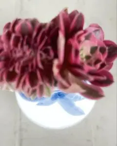ピンクウィッチ綴化多肉植物アエオニウム（抜き苗）のサムネイル