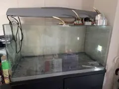 専売品※【魚八景ジュニア】バーチャル水槽 NEC SJ1010-02 - メルカリ
