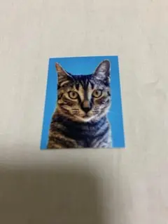 赤の他人　ニャンコ証明写真　猫　ガチャガチャ