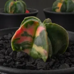 アストロフィツム ランポー玉 錦 （実生） #233