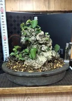 2025年最新】オオハマボウの人気アイテム - メルカリ