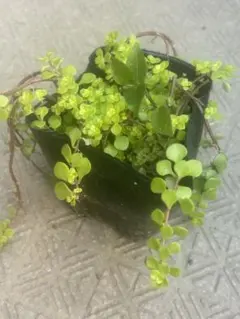 健康な緑色の多肉植物 と観葉植物 抜き苗