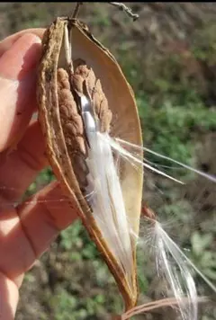 めろん様 リクエスト 2点 まとめ商品