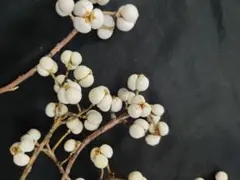 うままさん　多肉断捨離中様 リクエスト 2点 まとめ商品