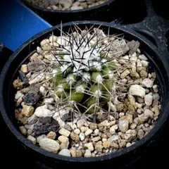 2026年最新】コピアポア デュラの人気アイテム - メルカリ