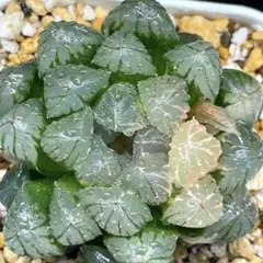 多肉植物 ハオルチア 水晶オブツーサ錦 鮮明錦 極上斑 - メルカリ